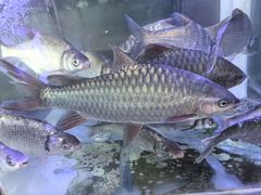 -八仔大富楼·河鲜(西江店)