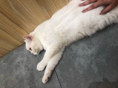 -猫咪博物馆(顶澳仔猫街店)