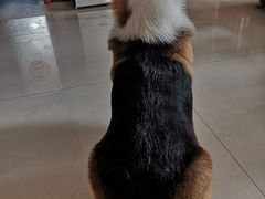 -宠福鑫康馨动物医院·骨科·眼科