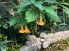 -南宫五洲植物乐园