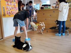 -南京Hallo宠物乐园·哈罗犬舍·柴犬繁育基地