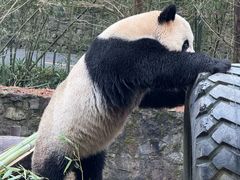 -都江堰中华大熊猫苑