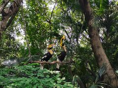 -广州长隆飞鸟乐园