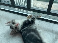 -lincat·猫舍(广州店)