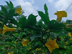 -广西壮族自治区药用植物园