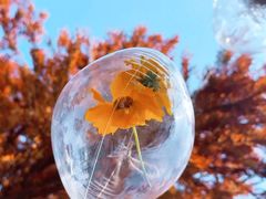 -枫林花海