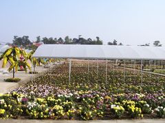 东篱菊园-三圣花乡旅游区