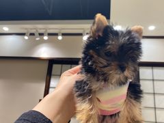 -逗柴咖啡屋·狗咖猫咖宠物桌游