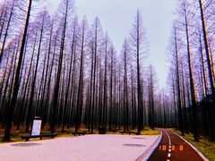 -黄海国家森林公园