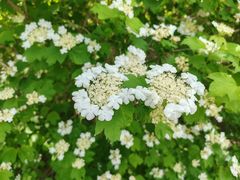 -武清南湖绿博园