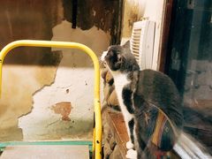 -猫咪博物馆(顶澳仔猫街店)