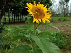 -田园东方蜜桃村的田野营地