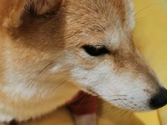 -逗柴咖啡屋·狗咖猫咖宠物桌游