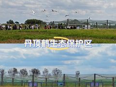 -盐城丹顶鹤湿地生态旅游区