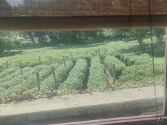 -野蔓果·山野菜(西湖景区·龙井茶田店)