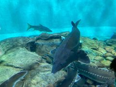 -太平洋海底世界