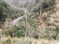 -祁门牯牛降观音堂风景区