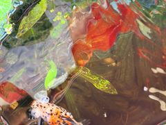 -老鼎万春卤菜(五代传承创始老店)