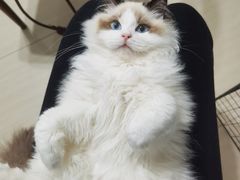 -东方名猫馆·英短金渐层布偶猫舍(环线广场1号楼店)