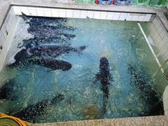 -旭龙鱼头王(航华店)