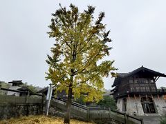 -大唐贡茶院