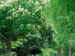 -马峦山郊野公园