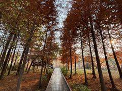 -昆山城市生态森林公园