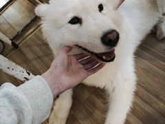 -喵小馆·猫咖狗咖猪咖·饮品店