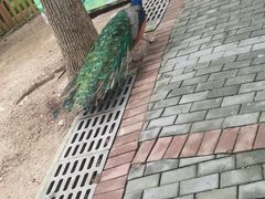 -常州淹城野生动物世界