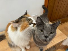 -是阿柴呀！柴犬咖啡·爱喵喵猫咖