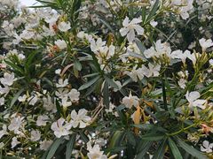 -苹果手机电脑维修(愚园路店)