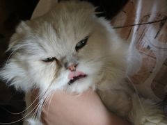 -猫猫幼稚园·撸猫·桌游·电玩