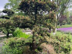 -铁山坪森林公园