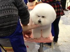 2013年国际宠物犬展博览会-东浩兰生上海世博展览馆