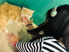 -飞行喵MR PILOT|猫舍·猫咖(静安大融城店)