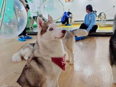 -Husky Go! 哈士奇体验馆·宠物咖啡厅狗咖