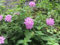 -三圣花乡旅游区