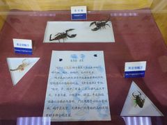 -上海大自然野生昆虫馆(东方明珠·爬宠昆虫探索中心)