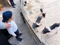 -前小桔亲子创意农场·草莓采摘·露营烧烤