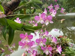 -深圳仙湖植物园