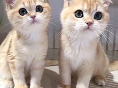 -东方名猫馆·英短金渐层布偶猫舍(环线广场1号楼店)