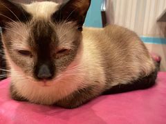 -猫小院猫主题咖啡厅(北锣店)