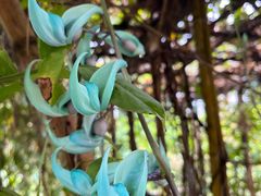 -中国科学院西双版纳热带植物园