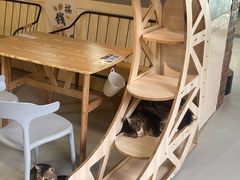 -豆逗聊愈猫阁Easy Life