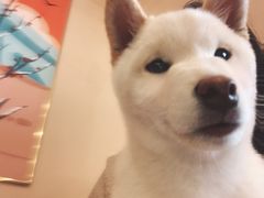 -喜柴咖啡·柴犬狗咖