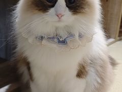 -藏猫猫咖啡主题馆(中央大道店)