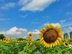 -光明小镇欢乐田园