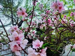 -桃花堤公园