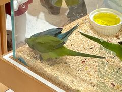 -帕帕拉兹宠物(亚洲旗舰店)