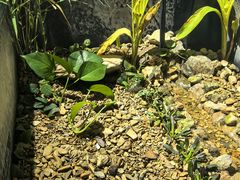 -灵龟之家百象馆(百象馆联合旗舰店)